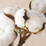 タオルの原料の綿について