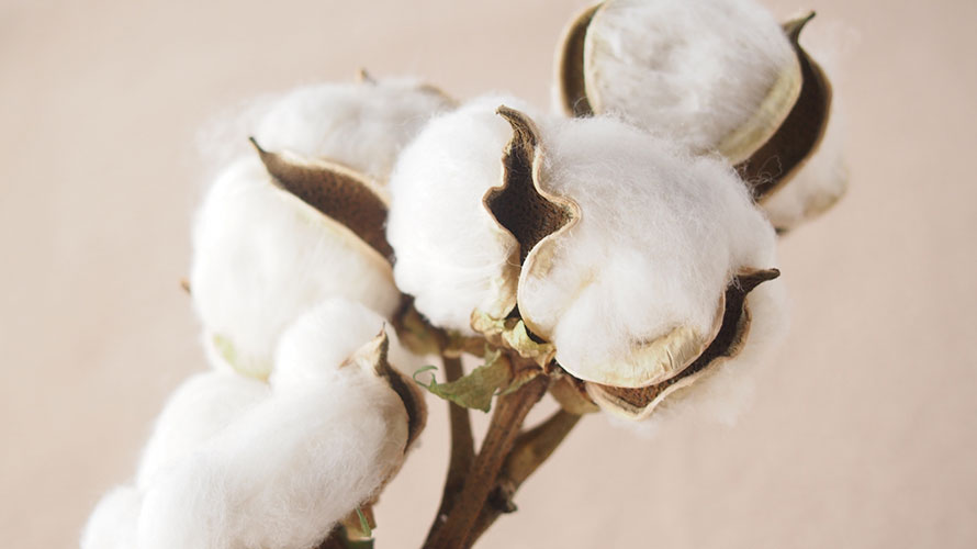 タオルの原料の綿について