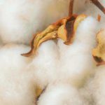 日本の綿花の歴史