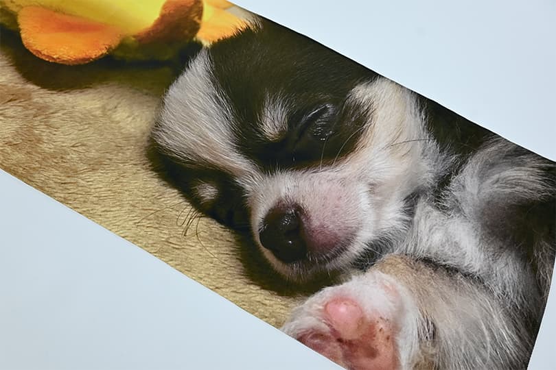 昇華転写タオルは写真やグラデーションなど細かな表現も美しく再現できます